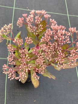 Sedum 'Mr. Goodbud'