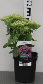 Sedum spectabile 'Hot Stuff'