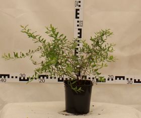 Spiraea ×cinerea 'Grefsheim'