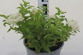 Spiraea japonica 'Albiflora'