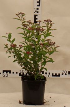 Spiraea japonica 'Anthony Waterer'