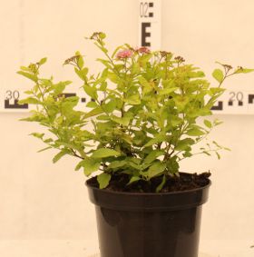 Spiraea japonica 'Candlelight'