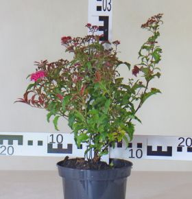 Spiraea japonica 'Crispa'