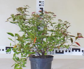 Spiraea japonica 'Genpei'