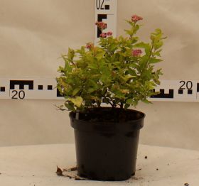 Spiraea japonica 'Goldmound'