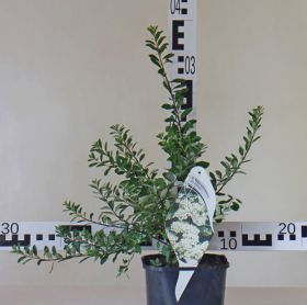 Spiraea nipponica 'June Bride'