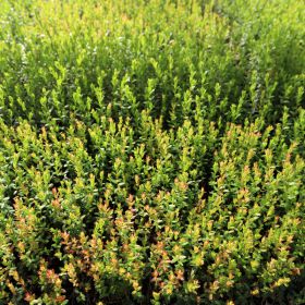 Vaccinium macrocarpon 'Stevens'