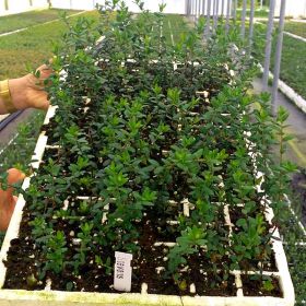 Vaccinium macrocarpon 'Stevens'