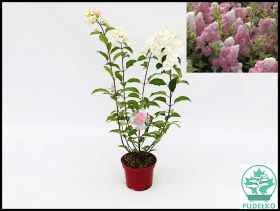 Hydrangea paniculata SUNDAE FRAISE 'Rensun'