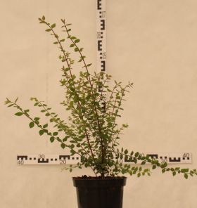 Symphoricarpos ×chenaultii 'Hancock'