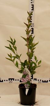 Syringa patula 'Miss Kim'