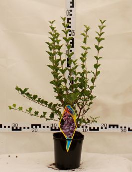 Syringa meyeri 'Palibin'