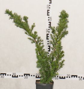Taxus ×media 'Densiformis'