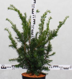 Taxus ×media 'Densiformis'