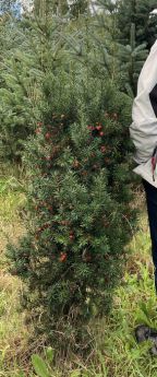 Taxus ×media 'Densiformis'