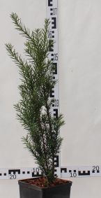 Taxus ×media 'Hicksii'