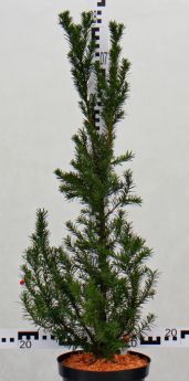 Taxus ×media 'Hicksii'