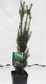Taxus ×media KAZIO 'Komsta1'