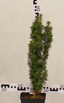 Taxus ×media 'Wojtek'