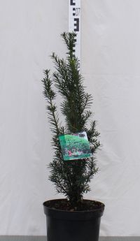 Taxus ×media KAZIO 'Komsta1'