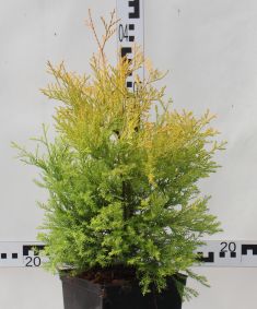 Thuja occidentalis 'Cloth of Gold'