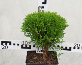 Thuja occidentalis 'Danica'