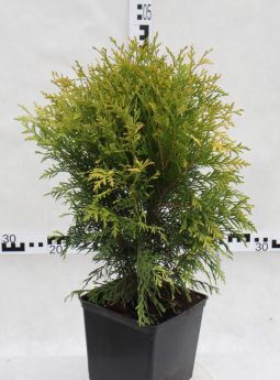 Thuja occidentalis 'Golden Globe'