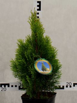 Thuja occidentalis GOLDEN SMARAGD 'Janed Gold'