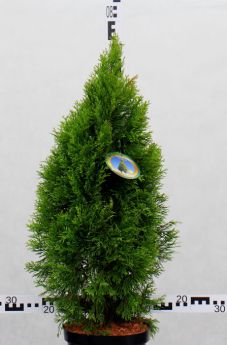 Thuja occidentalis GOLDEN SMARAGD 'Janed Gold'