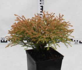 Thuja occidentalis 'Golden Tuffet'