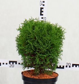 Thuja occidentalis 'Hoseri'