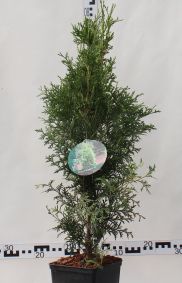 Thuja occidentalis 'King of Brabant'