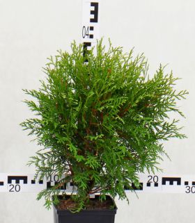 Thuja occidentalis 'Little Champion'