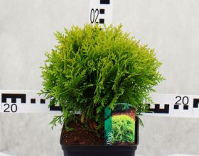 Thuja occidentalis 'Mirjam'