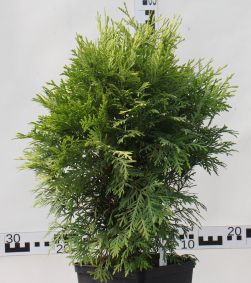 Thuja occidentalis 'Selena'