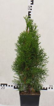Thuja occidentalis 'Smaragd'