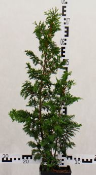 Thuja occidentalis 'Spiralis'