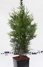 Thuja plicata 'Gelderland'