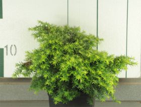 Tsuga canadensis 'Jeddeloh'