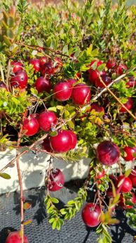 Vaccinium macrocarpon 'Ben Lear'