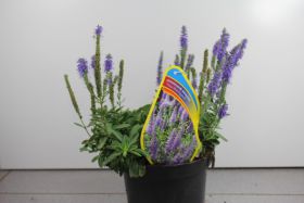 Veronica spicata 'Nana Blauteppich'