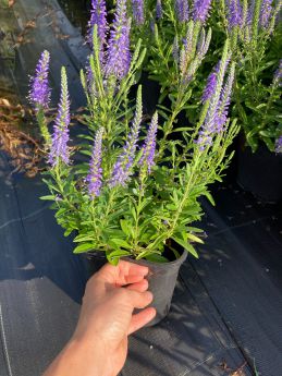 Veronica spicata 'Nana Blauteppich'