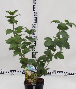 Viburnum opulus 'Park Harvest'