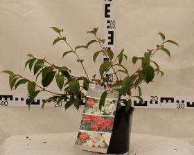Viburnum plicatum KILIMANDJARO SUNRISE 'JWW5'