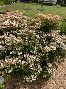 Viburnum plicatum 'Shirogami'