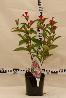Weigela 'Minuet'