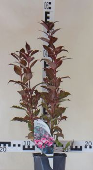 Weigela florida 'Nana Purpurea'