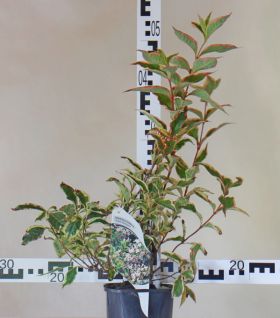 Weigela 'Nana Variegata'