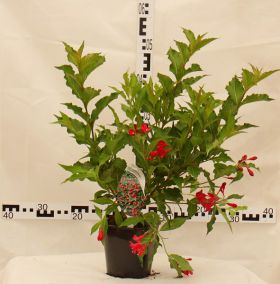 Weigela 'Red Prince'