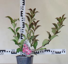 Weigela florida 'Tango'